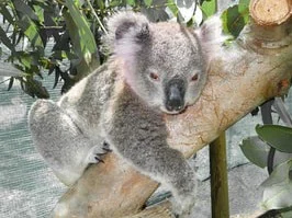Wildlife-rescue-koala