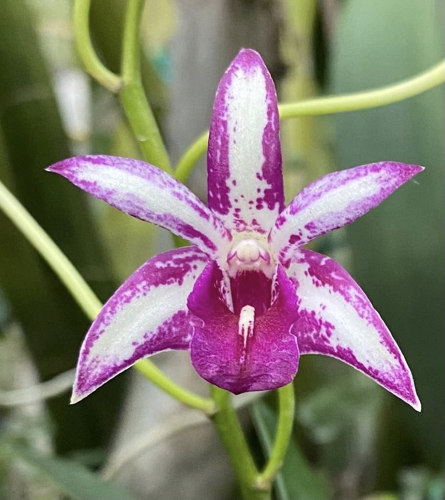 Orchid